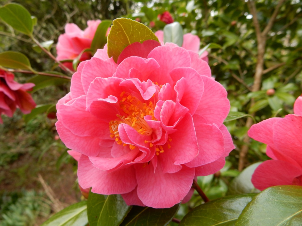 C. x williamsii 'Senorita'